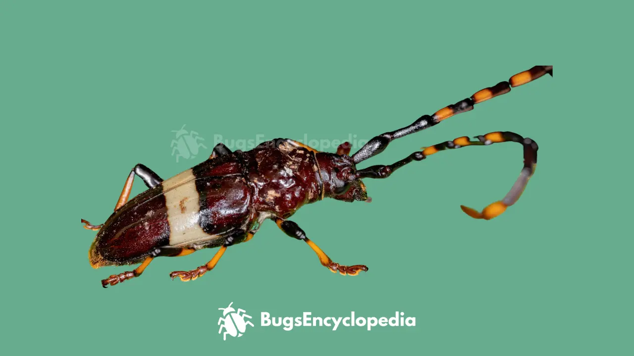 Asian Longhorned Beetle Look Like Cockroaches