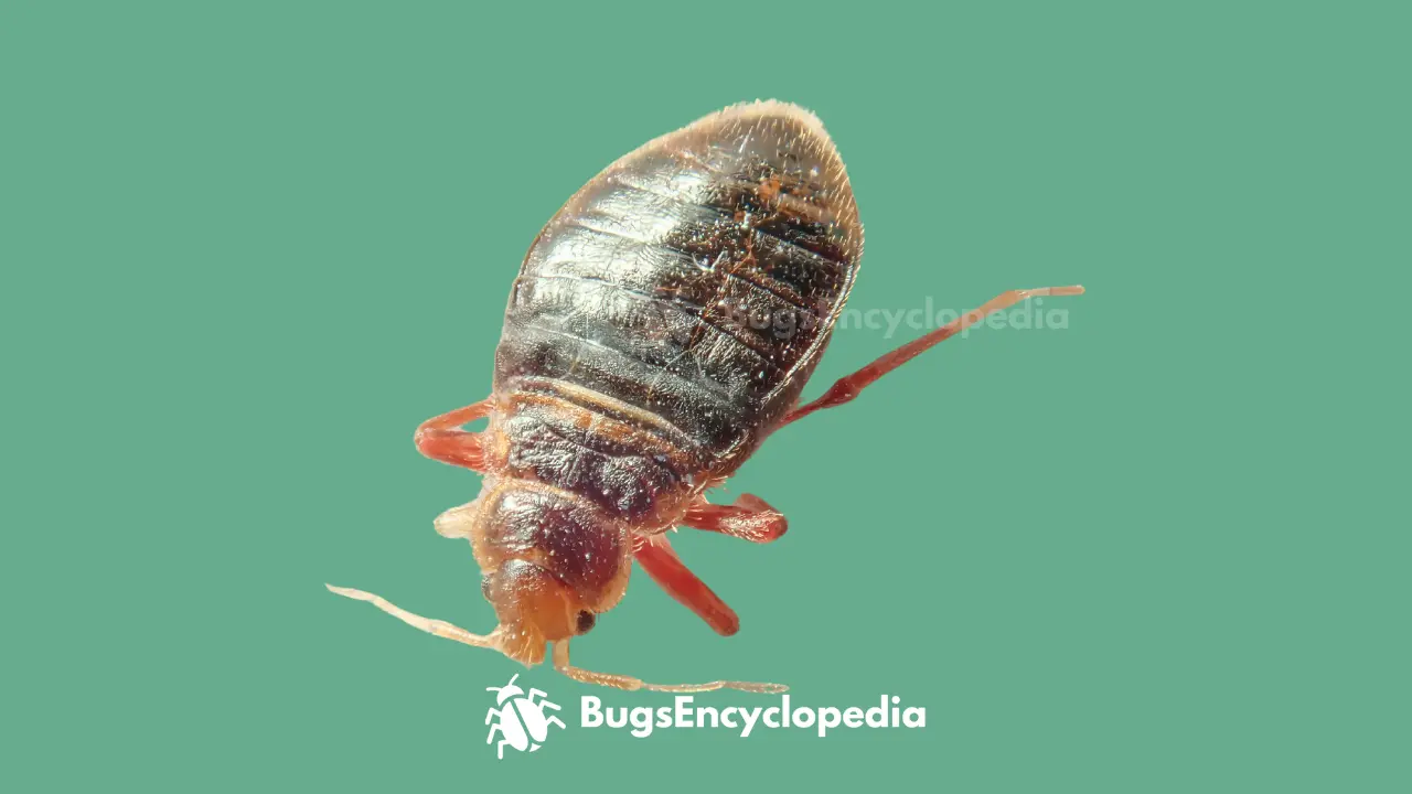 Bed Bugs Look Like Cockroaches