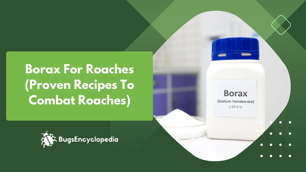 Borax For Roaches (Proven Recipes To Combat Roaches)