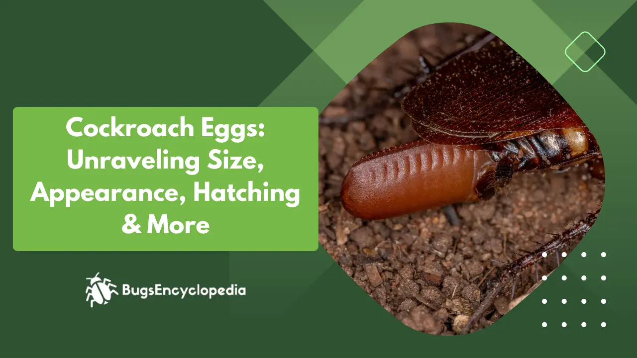 Cockroach Eggs: Unraveling Size, Appearance, Hatching & More
