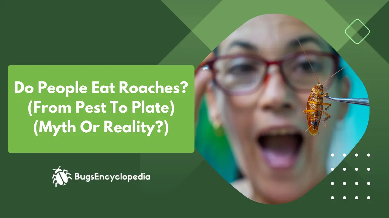 Do People Eat Roaches? (From Pest To Plate) (Myth Or Reality?)