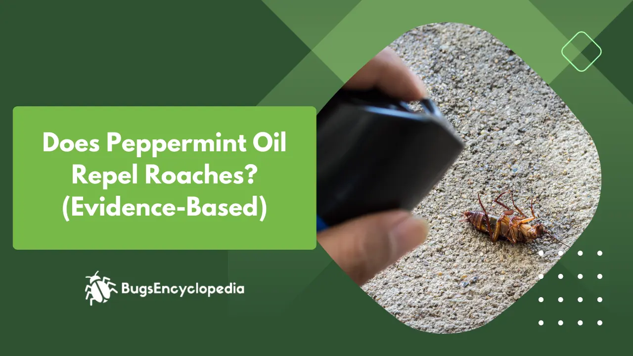 Does Peppermint Oil Repel Roaches? (Evidence-Based)
