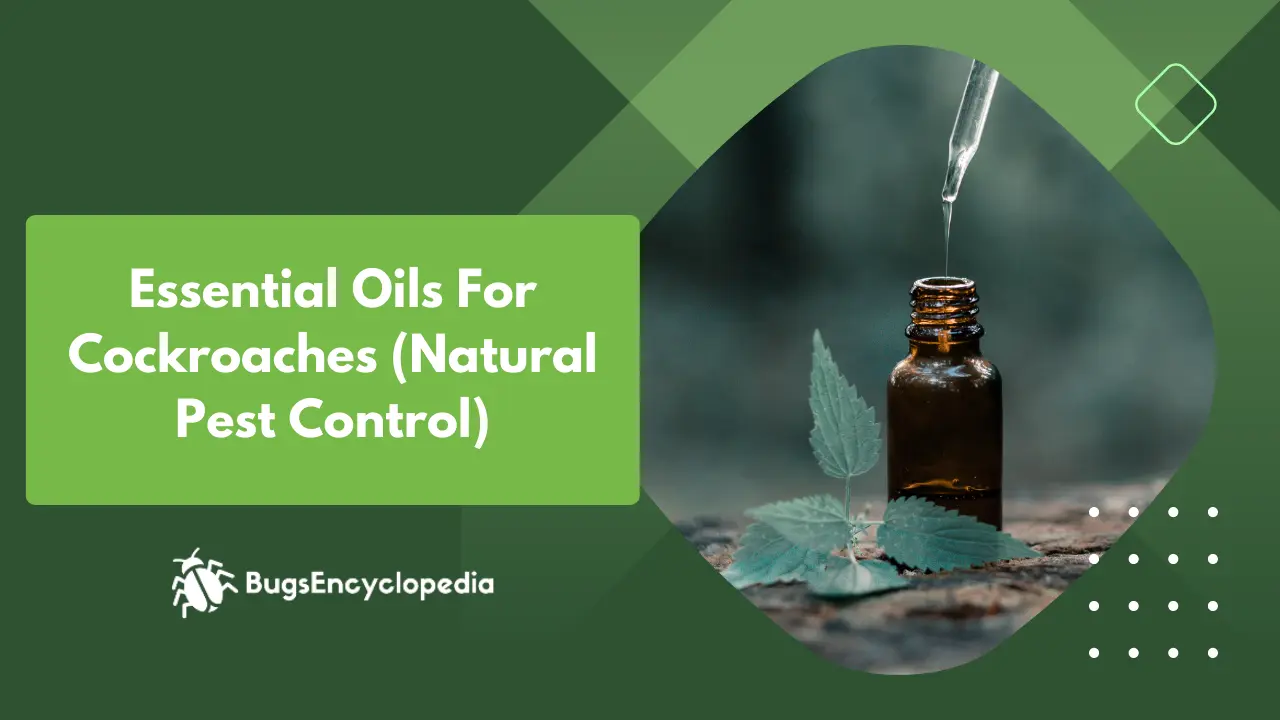 Essential Oils For Cockroaches (Natural Pest Control)