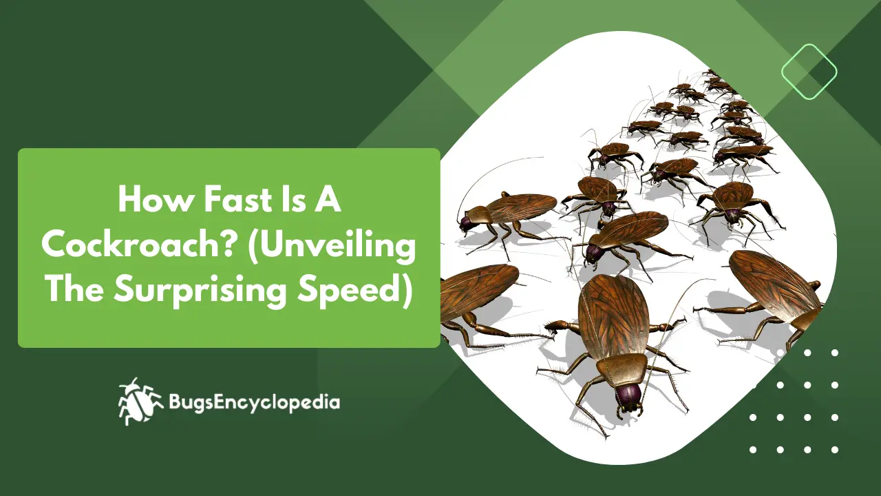 How Fast Is A Cockroach? (Unveiling The Surprising Speed)