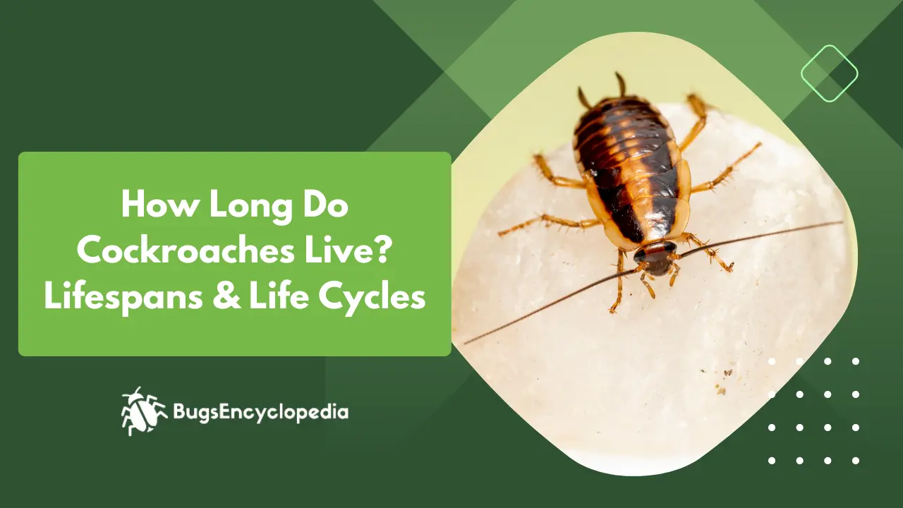 How Long Do Cockroaches Live? (Lifespans & Life Cycles)