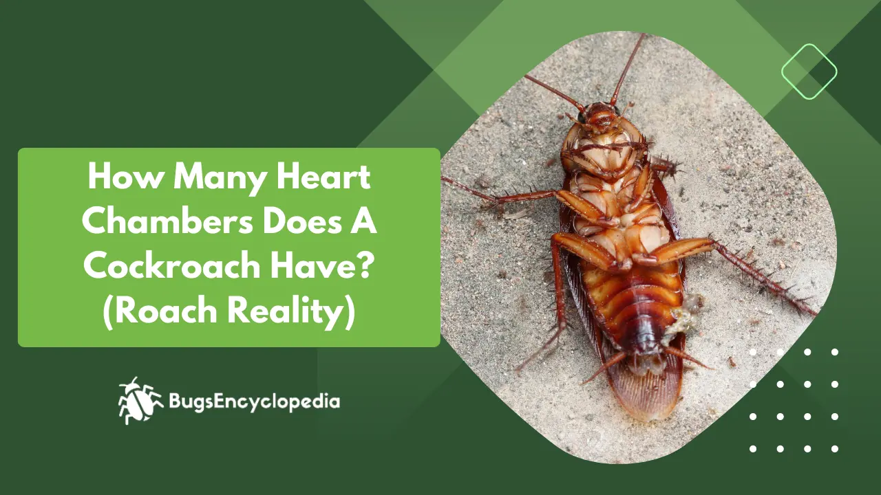 How Many Heart Chambers Does A Cockroach Have? (Roach Reality)