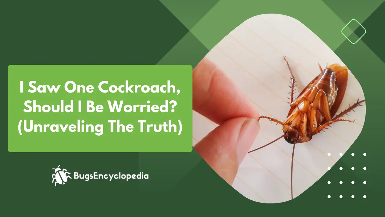 I Saw One Cockroach, Should I Be Worried? (Unraveling The Truth)