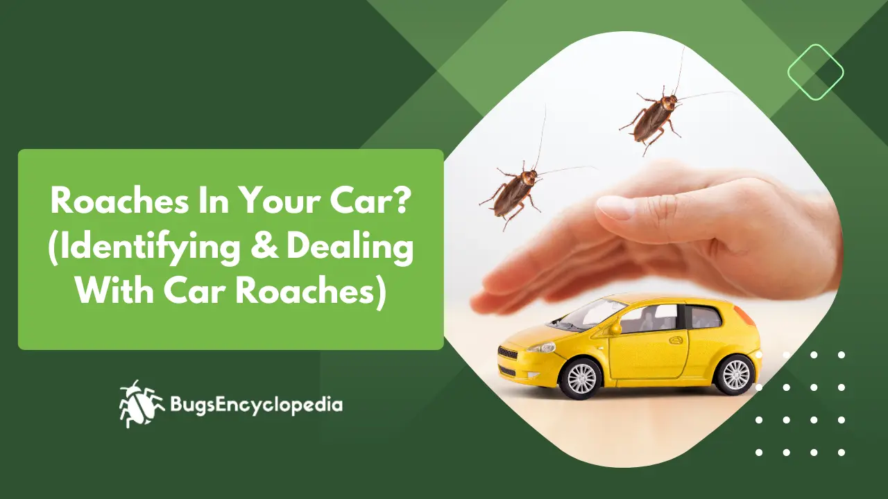 Roaches In Your Car? (Identifying & Dealing With Car Roaches)