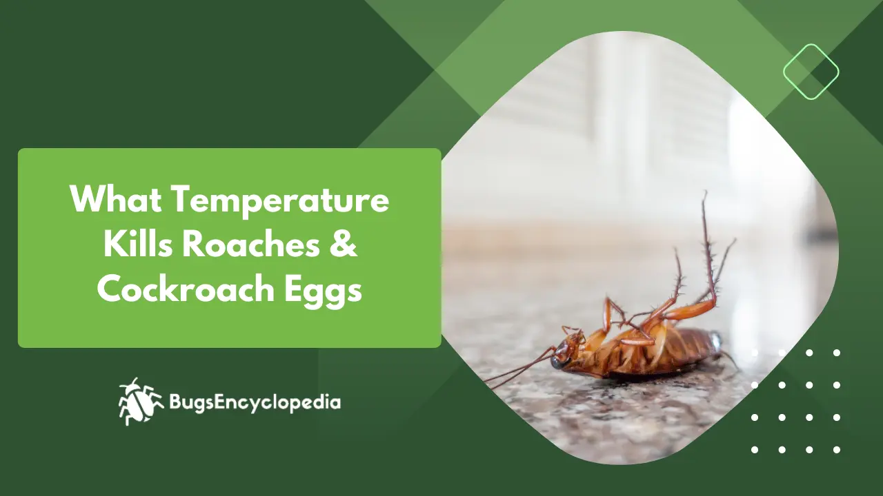 What Temperature Kills Roaches
