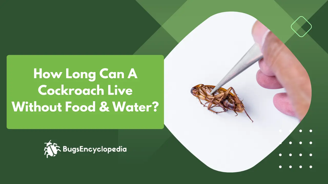 How Long Can A Cockroach Live Without Food & Water?