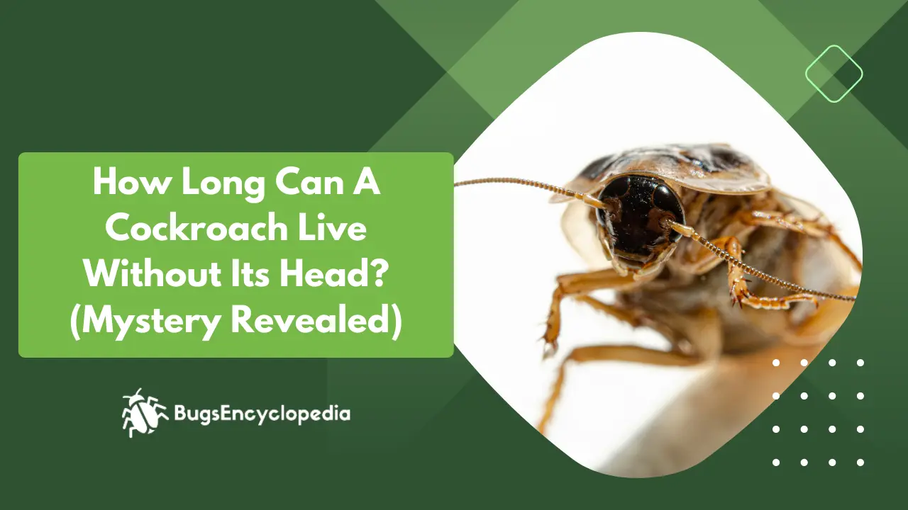 How Long Can A Cockroach Live Without Its Head? (Mystery Revealed)