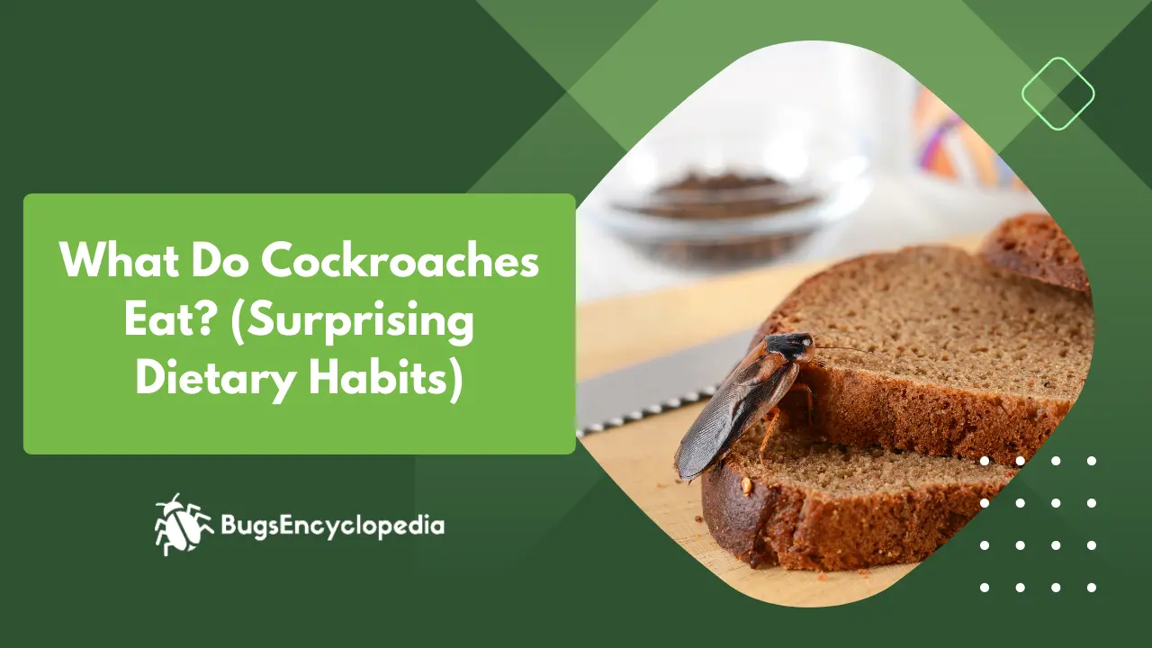 What Do Cockroaches Eat? (Surprising Dietary Habits)