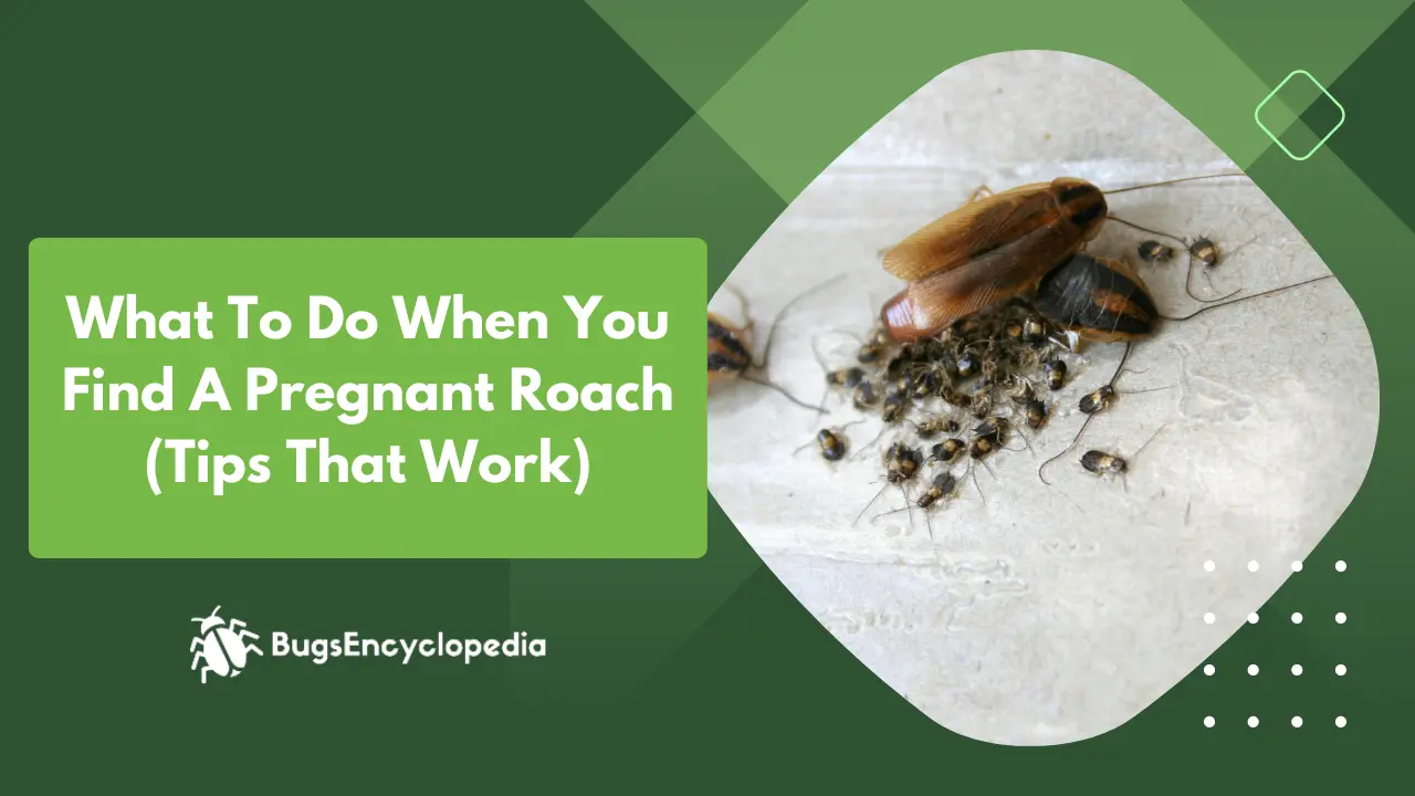 What To Do When You Find A Pregnant Roach (Tips That Work)