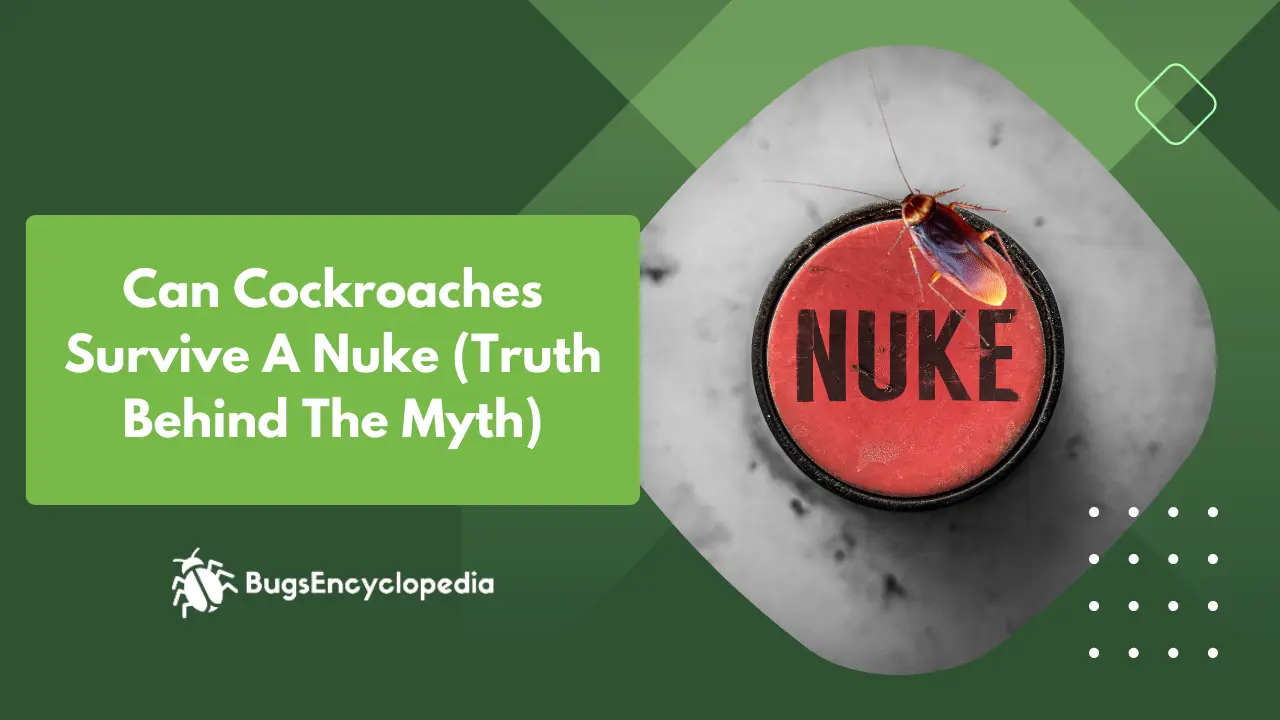 Can Cockroaches Survive A Nuke (Truth Behind The Myth)