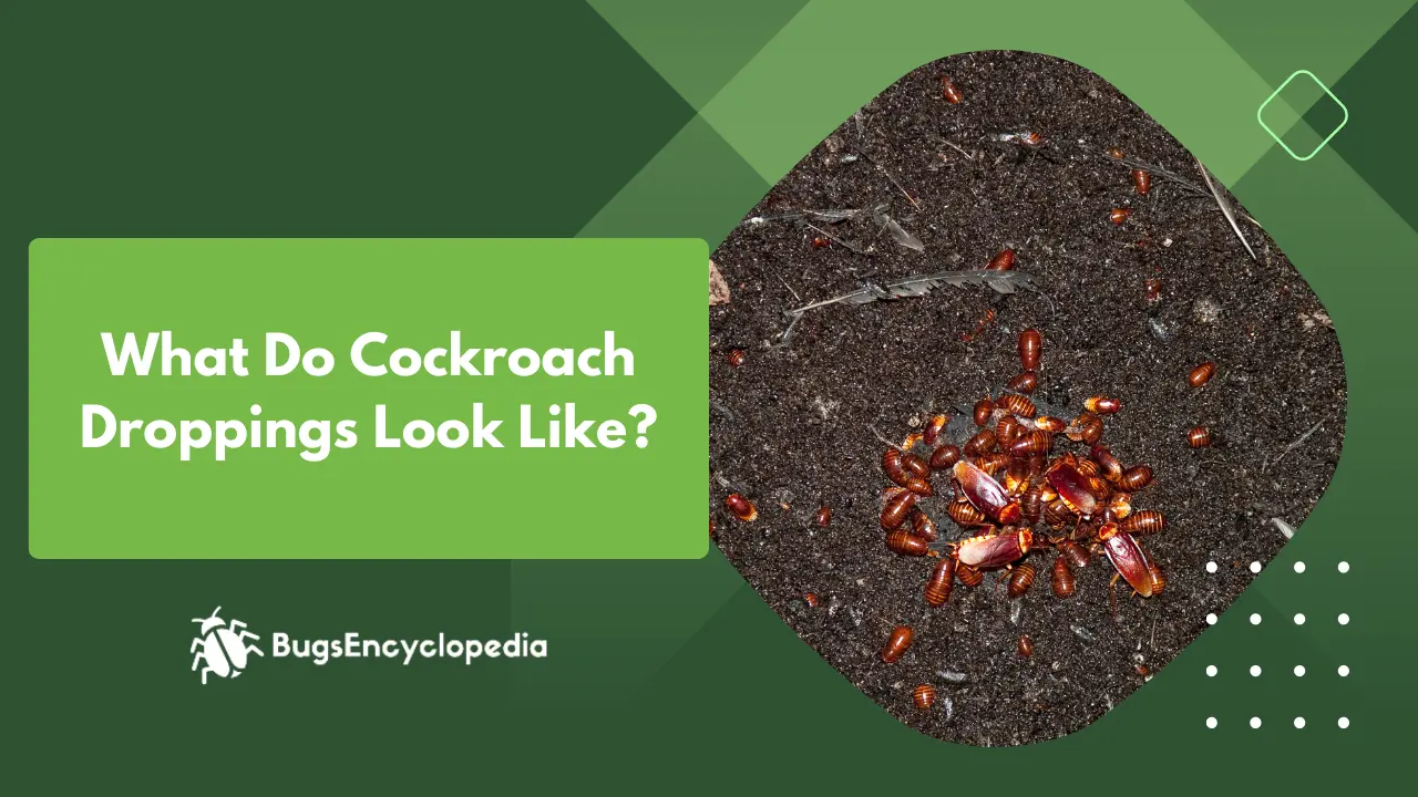 What Do Cockroach Droppings Look Like?