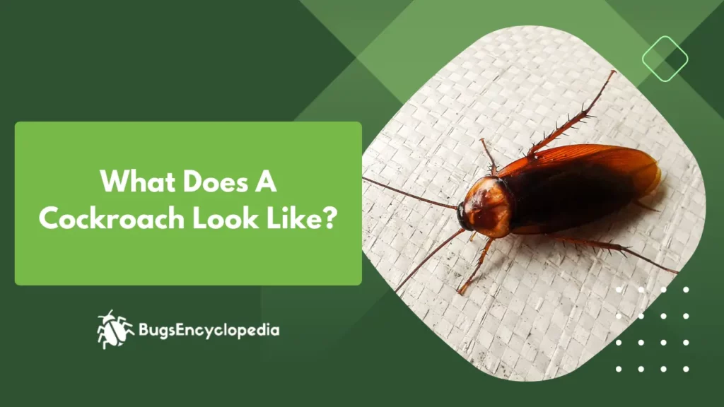 What Does A Cockroach Look Like?