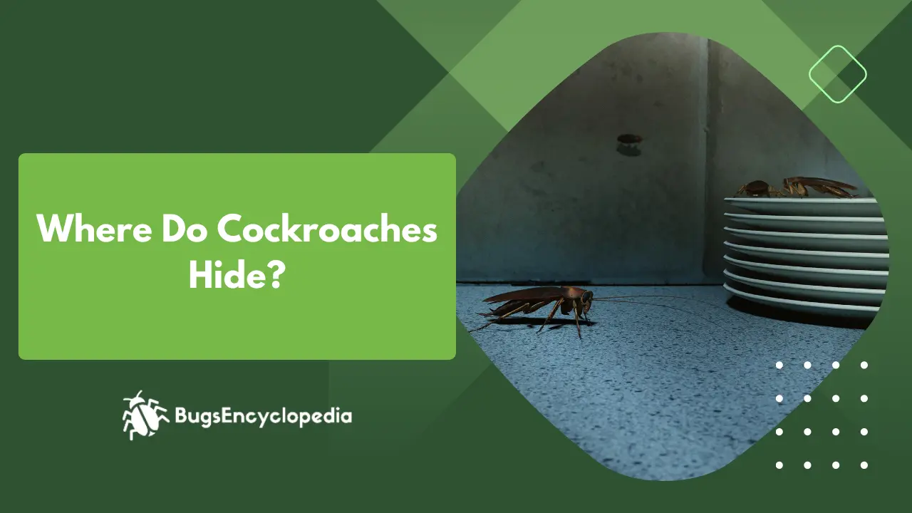 Where Do Cockroaches Hide?