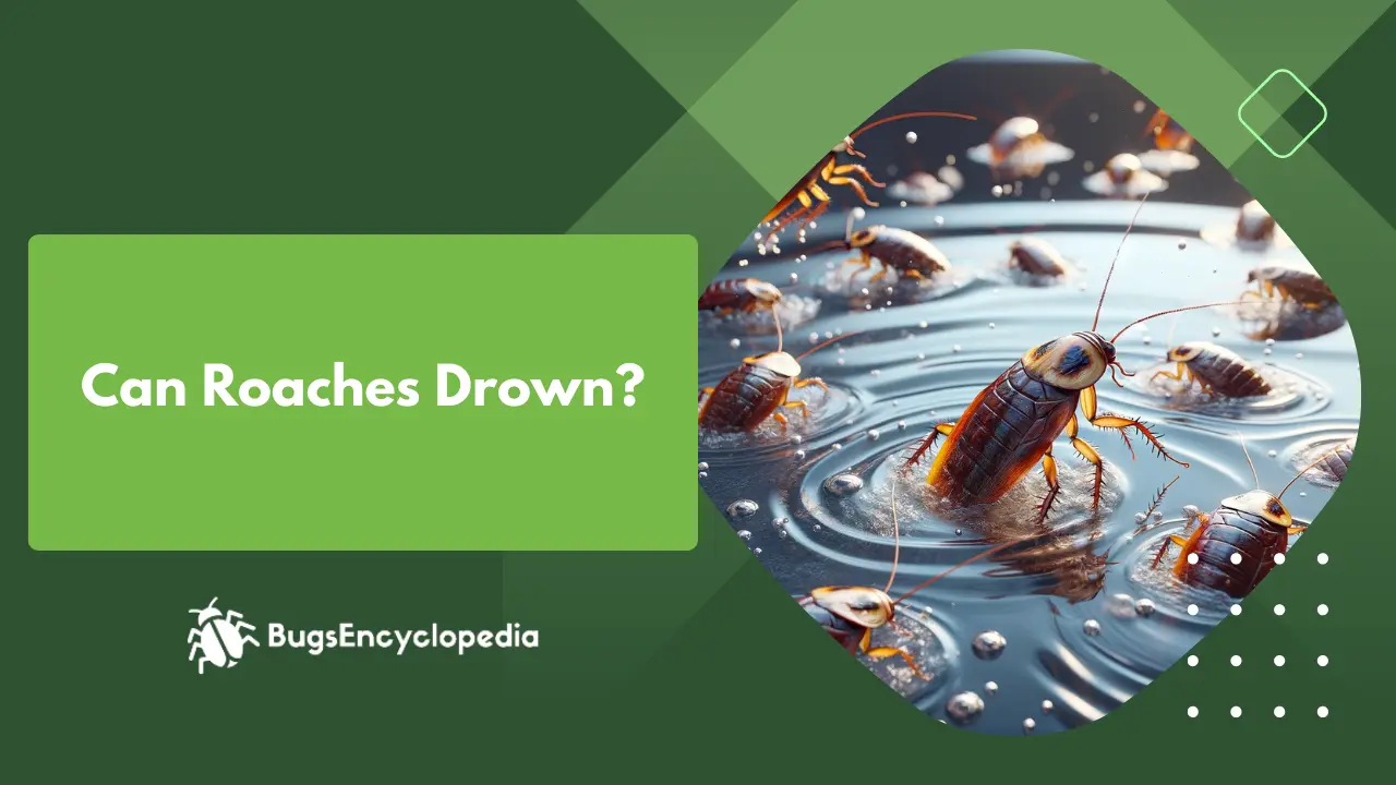 Can Roaches Drown?