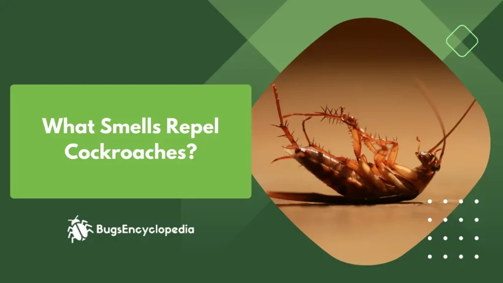 What Smells Repel Cockroaches?