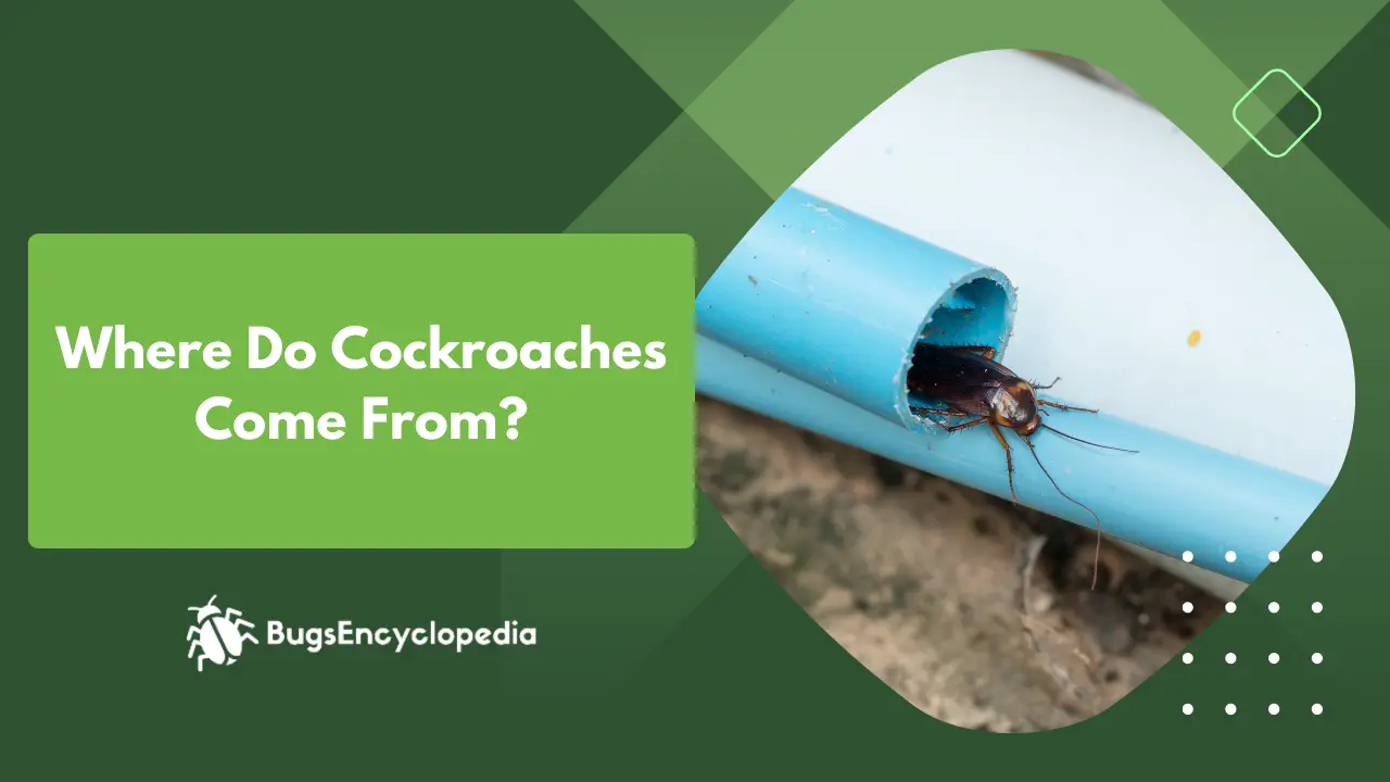 Where Do Cockroaches Come From?